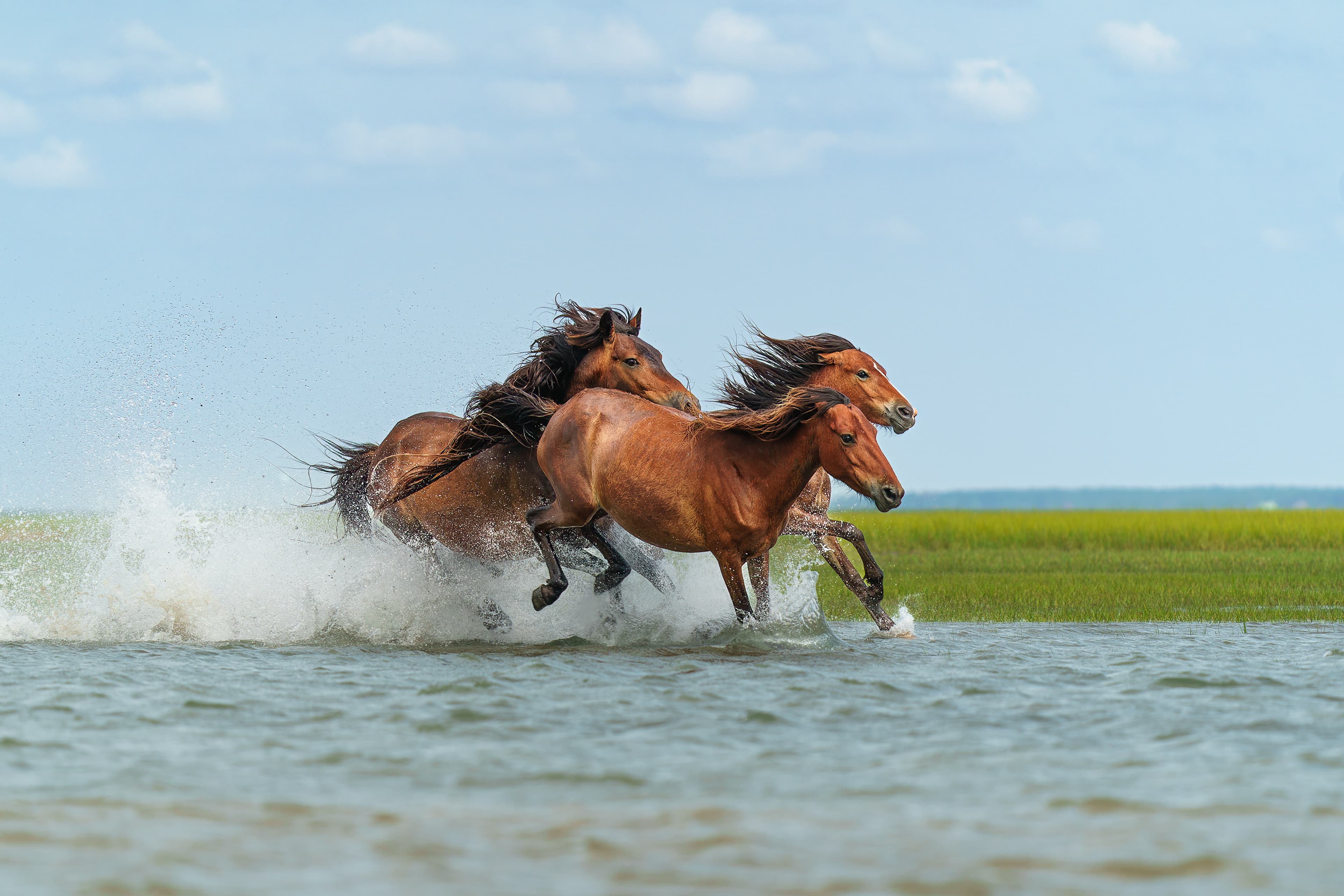 Running With The Wind, Shackleford Banks Wild Horses