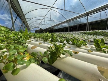 Hydroponics in Guacabo